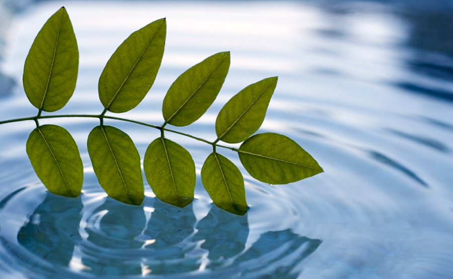 leaves dipping in water - family recovery institute - dr. kenneth perlmutter - therapy methods - individual therapy - family therapy - couple's therapy